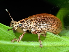 Polydrusus mollis имаго